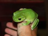 Grenouille